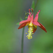 Red Columbine Wildflower In Olympic National Park Art Print