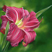 Red Daylily On Green Art Print