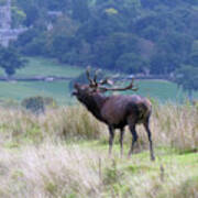 Red Deer Stag Calling Art Print