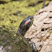 Red-eared Slider Art Print