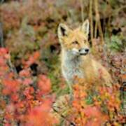 Red Fox In Autumn Foliage Near Denali National Park Art Print