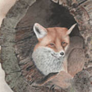 Red Fox In Hollow Log Art Print