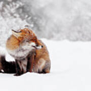 Red Fox In The Snow Series Art Print