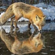 Red Fox In Water Art Print