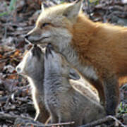 Red Fox Kits And Parent Art Print