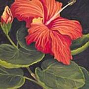 Red Hibiscus Art Print