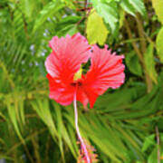 Red Hibiscus Flower Photo 117 Art Print