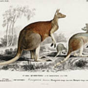 Red Kangaroo Art Print