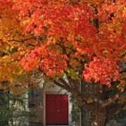 Red Maple Red Doors Art Print