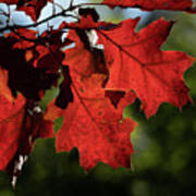 Red Oak Leaves In Autumn Art Print