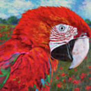 Red Parrot Art Print
