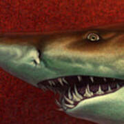 Red Sea Shark Art Print