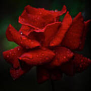 Red September 2021 Rose In The Rain Art Print