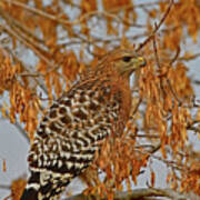 Red-shouldered Hawk - Sacramento Nwr Art Print