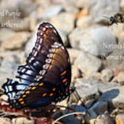 Red-spotted Purple Butterfly And Norton's Nomia Bee Art Print