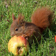 Red Squirrel Eating An Apple Close Up Art Print