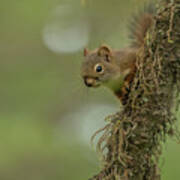 Red Squirrel Peeks Out From Mossy Tree Art Print