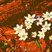 First Wood Anemones Of Spring Art Print
