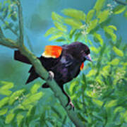 Red-winged Blackbird On Display Art Print