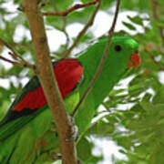Red-winged Parrot Perched Art Print