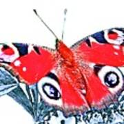 Red Wings Butterfly Art Print