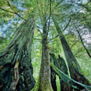 Redwood National Park Trees Art Print
