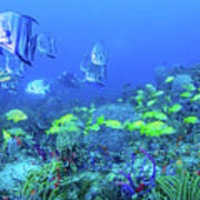Reef Under The Sea Art Print