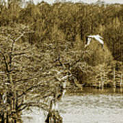 Reelfoot Lake Cypress And Pelicans 001 Art Print