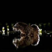 Reflected Otter Art Print