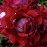 Res Rose Covered With Dew Art Print