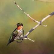 Resting Hummingbird Art Print