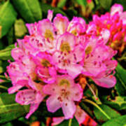 Rhododendron In Bloom Art Print