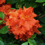 Rhododendron In Orange Art Print