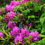 Rhododendrons Of The Blue Ridge Mountains Art Print