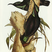 Rifle Bird, Ptiloris Paradiseus Art Print