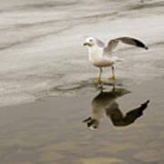 Ring-billed Gull Ready To Take-off Art Print