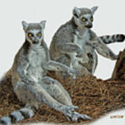 Ring-tailed Lemurs Cps Art Print