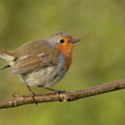 Robin Garden Friend Art Print