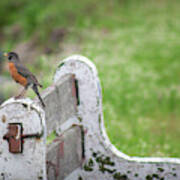 Robin On A Bench Art Print