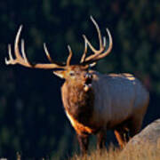 Rocky Mountain Bull Elk Bugling Art Print