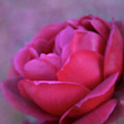 Romancing The Rose Art Print