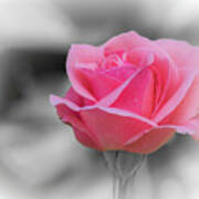Romantic Pinkish Rose With A Raindrop Art Print