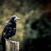 Rook Perched On A Post With Dark And Moody Background Art Print