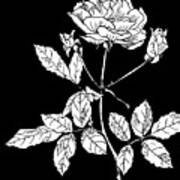 Rose 2 On Black Art Print