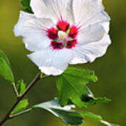 Rose Of Sharon Flower Art Print