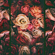 Rose Petal Triptych Art Print