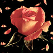 Rose Petals Art Print