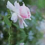 Rose Reflection Art Print