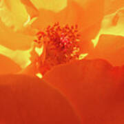 Rose Yellow Orange 4 - Floral Photography - Roses As Art Art Print