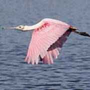 Roseate Spoonbill 6 Art Print